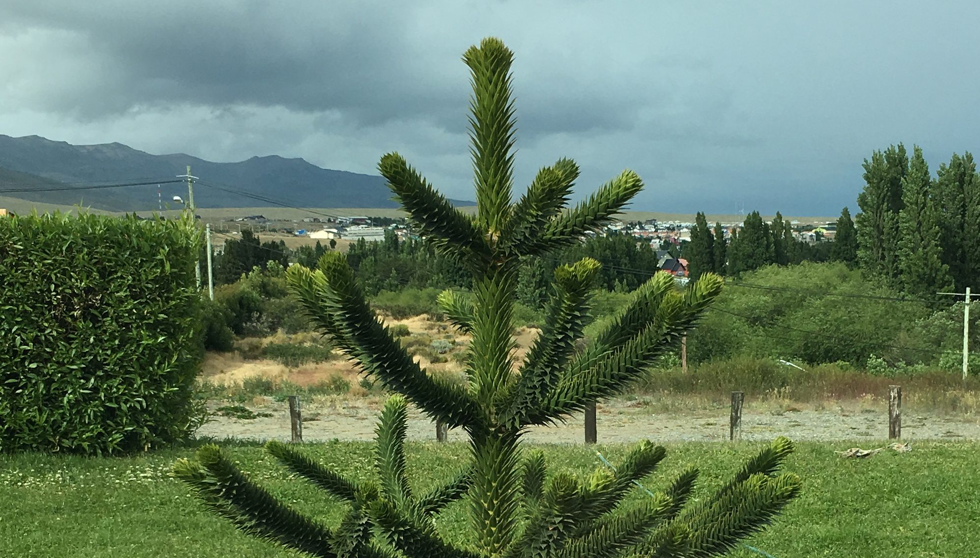 ARAUCARIA ARAUCANA