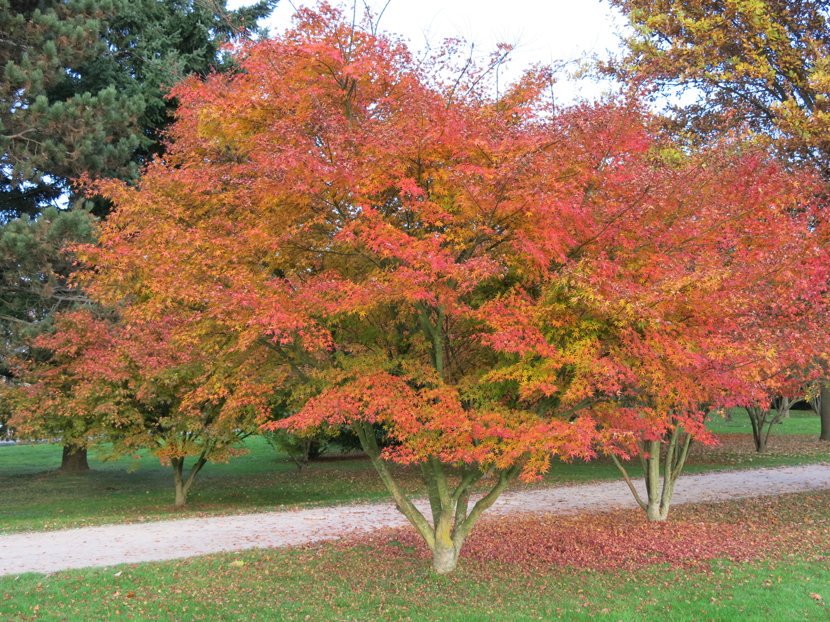 Acer_palmatum_atropurpureum,_Rentilly